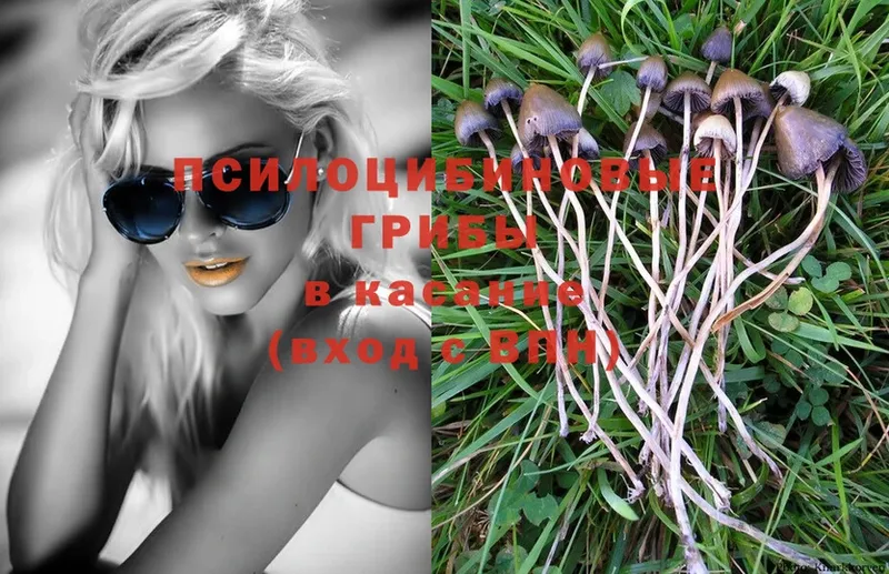 как найти   Красноярск  ОМГ ОМГ рабочий сайт  Галлюциногенные грибы Psilocybe 